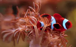 قیمت و خرید دلقک ماهی مارون- 0 تا 100 دلقک ماهی مارون به همراه