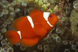 قیمت و خرید دلقک ماهی مارون- 0 تا 100 دلقک ماهی مارون به همراه