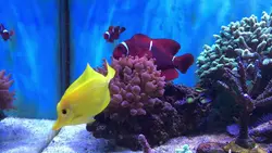 قیمت و خرید دلقک ماهی مارون- 0 تا 100 دلقک ماهی مارون به همراه