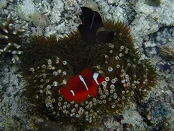 قیمت و خرید دلقک ماهی مارون- 0 تا 100 دلقک ماهی مارون به همراه