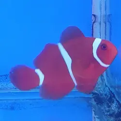 قیمت و خرید دلقک ماهی مارون- 0 تا 100 دلقک ماهی مارون به همراه