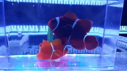 قیمت و خرید دلقک ماهی مارون- 0 تا 100 دلقک ماهی مارون به همراه