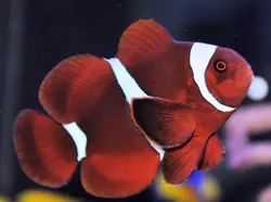 قیمت و خرید دلقک ماهی مارون- 0 تا 100 دلقک ماهی مارون به همراه