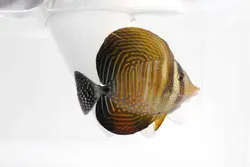 قیمت جراح ماهی باله بادبانی دسجاردنی- 0 تا 100 جراح ماهی باله بادبانی دسجاردنی