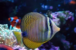 قیمت جراح ماهی باله بادبانی دسجاردنی- 0 تا 100 جراح ماهی باله بادبانی دسجاردنی