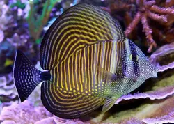 قیمت جراح ماهی باله بادبانی دسجاردنی- 0 تا 100 جراح ماهی باله بادبانی دسجاردنی