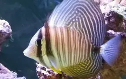 قیمت جراح ماهی باله بادبانی دسجاردنی- 0 تا 100 جراح ماهی باله بادبانی دسجاردنی