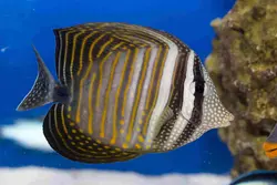 قیمت جراح ماهی باله بادبانی دسجاردنی- 0 تا 100 جراح ماهی باله بادبانی دسجاردنی