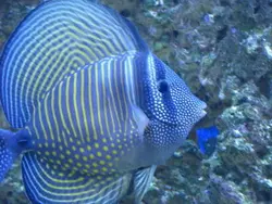 قیمت جراح ماهی باله بادبانی دسجاردنی- 0 تا 100 جراح ماهی باله بادبانی دسجاردنی