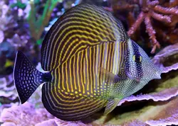 قیمت جراح ماهی باله بادبانی دسجاردنی- 0 تا 100 جراح ماهی باله بادبانی دسجاردنی