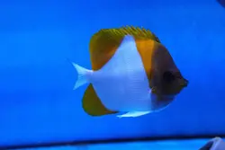 قیمت و خرید پروانه ماهی هرمی زرد - مشخصات 0 تا 100 پروانه ماهی هرمی زرد