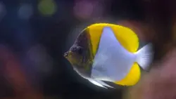 قیمت و خرید پروانه ماهی هرمی زرد - مشخصات 0 تا 100 پروانه ماهی هرمی زرد