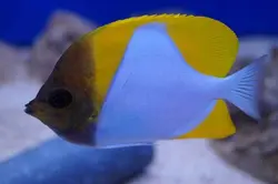 قیمت و خرید پروانه ماهی هرمی زرد - مشخصات 0 تا 100 پروانه ماهی هرمی زرد