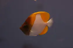 قیمت و خرید پروانه ماهی هرمی زرد - مشخصات 0 تا 100 پروانه ماهی هرمی زرد