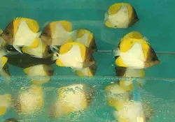 قیمت و خرید پروانه ماهی هرمی زرد - مشخصات 0 تا 100 پروانه ماهی هرمی زرد