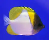 قیمت و خرید پروانه ماهی هرمی زرد - مشخصات 0 تا 100 پروانه ماهی هرمی زرد