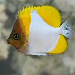 قیمت و خرید پروانه ماهی هرمی زرد - مشخصات 0 تا 100 پروانه ماهی هرمی زرد