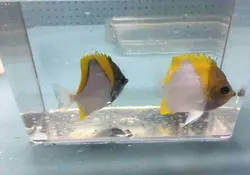 قیمت و خرید پروانه ماهی هرمی زرد - مشخصات 0 تا 100 پروانه ماهی هرمی زرد