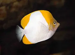 قیمت و خرید پروانه ماهی هرمی زرد - مشخصات 0 تا 100 پروانه ماهی هرمی زرد