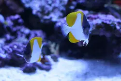 قیمت و خرید پروانه ماهی هرمی زرد - مشخصات 0 تا 100 پروانه ماهی هرمی زرد