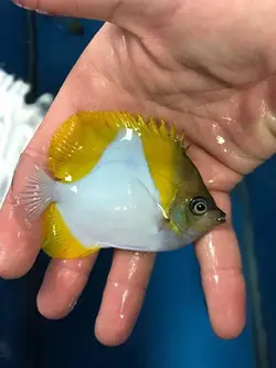 قیمت و خرید پروانه ماهی هرمی زرد - مشخصات 0 تا 100 پروانه ماهی هرمی زرد