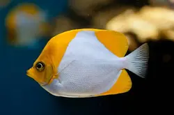 قیمت و خرید پروانه ماهی هرمی زرد - مشخصات 0 تا 100 پروانه ماهی هرمی زرد