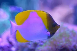 قیمت و خرید پروانه ماهی هرمی زرد - مشخصات 0 تا 100 پروانه ماهی هرمی زرد