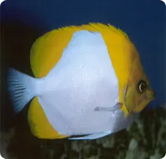 قیمت و خرید پروانه ماهی هرمی زرد - مشخصات 0 تا 100 پروانه ماهی هرمی زرد