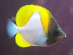 قیمت و خرید پروانه ماهی هرمی زرد - مشخصات 0 تا 100 پروانه ماهی هرمی زرد