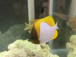 قیمت و خرید پروانه ماهی هرمی زرد - مشخصات 0 تا 100 پروانه ماهی هرمی زرد