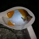 قیمت و خرید پروانه ماهی هرمی زرد - مشخصات 0 تا 100 پروانه ماهی هرمی زرد