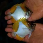 قیمت و خرید پروانه ماهی هرمی زرد - مشخصات 0 تا 100 پروانه ماهی هرمی زرد