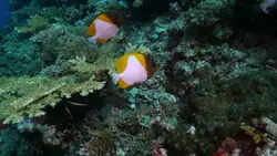 قیمت و خرید پروانه ماهی هرمی زرد - مشخصات 0 تا 100 پروانه ماهی هرمی زرد