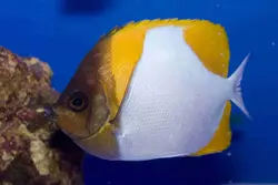 قیمت و خرید پروانه ماهی هرمی زرد - مشخصات 0 تا 100 پروانه ماهی هرمی زرد