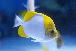 قیمت و خرید پروانه ماهی هرمی زرد - مشخصات 0 تا 100 پروانه ماهی هرمی زرد