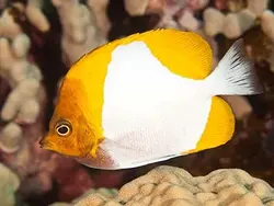 قیمت و خرید پروانه ماهی هرمی زرد - مشخصات 0 تا 100 پروانه ماهی هرمی زرد