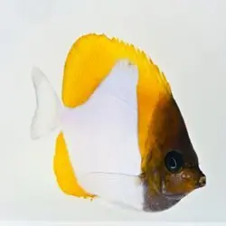 قیمت و خرید پروانه ماهی هرمی زرد - مشخصات 0 تا 100 پروانه ماهی هرمی زرد