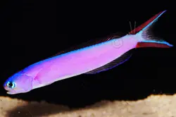 کاشی ماهی بنفش - فروشگاه اینترنتی ایران کورال