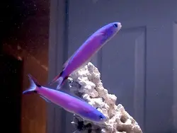 کاشی ماهی بنفش - فروشگاه اینترنتی ایران کورال