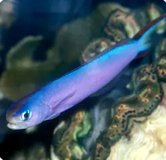 کاشی ماهی بنفش - فروشگاه اینترنتی ایران کورال