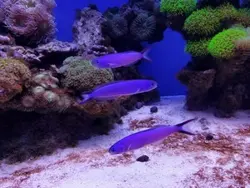 کاشی ماهی بنفش - فروشگاه اینترنتی ایران کورال