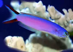 کاشی ماهی بنفش - فروشگاه اینترنتی ایران کورال