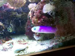 کاشی ماهی بنفش - فروشگاه اینترنتی ایران کورال