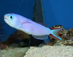 کاشی ماهی بنفش - فروشگاه اینترنتی ایران کورال