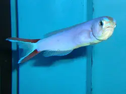 کاشی ماهی بنفش - فروشگاه اینترنتی ایران کورال