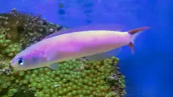 کاشی ماهی بنفش - فروشگاه اینترنتی ایران کورال