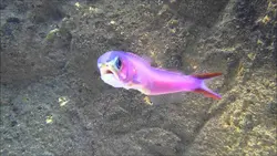 کاشی ماهی بنفش - فروشگاه اینترنتی ایران کورال