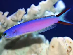 کاشی ماهی بنفش - فروشگاه اینترنتی ایران کورال