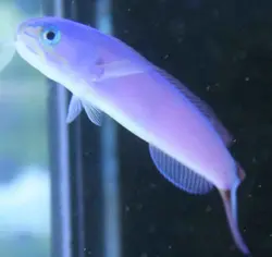 کاشی ماهی بنفش - فروشگاه اینترنتی ایران کورال