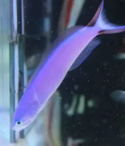 کاشی ماهی بنفش - فروشگاه اینترنتی ایران کورال